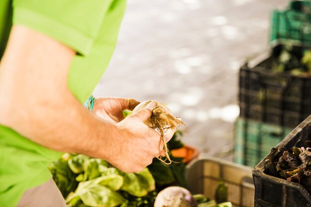 Man's hand holding root vegetable in market