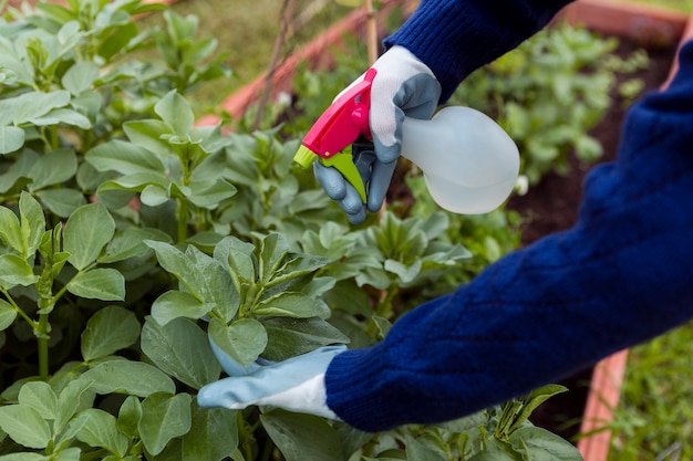 man spraying plants in garden