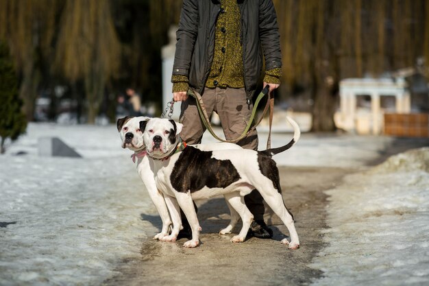 Man stands with two American bulldogs on the path in park