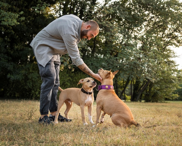 Человек тренирует своих собак питбуля