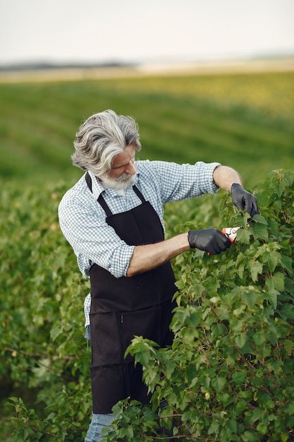 Free photo man trimming bough of brush. senior in a black apron.