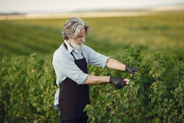 Man trimming bough of brush. Senior in a black apron.