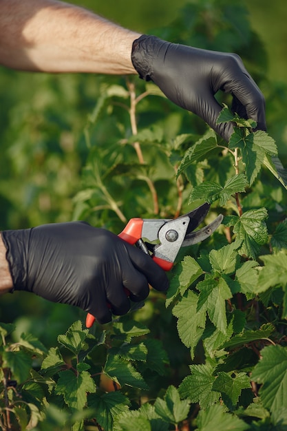 Free photo man trimming bough of brush. senior in a black apron.