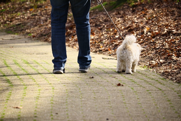 Uomo che cammina con il suo cane bianco in un parco sotto la luce del sole durante il giorno