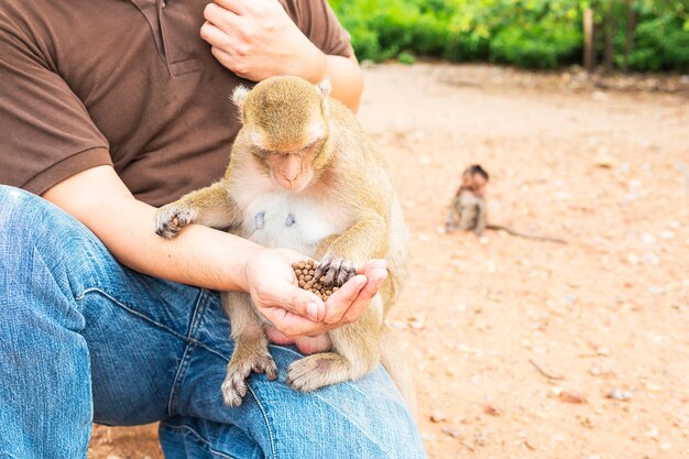 A man was feeding the monkeys