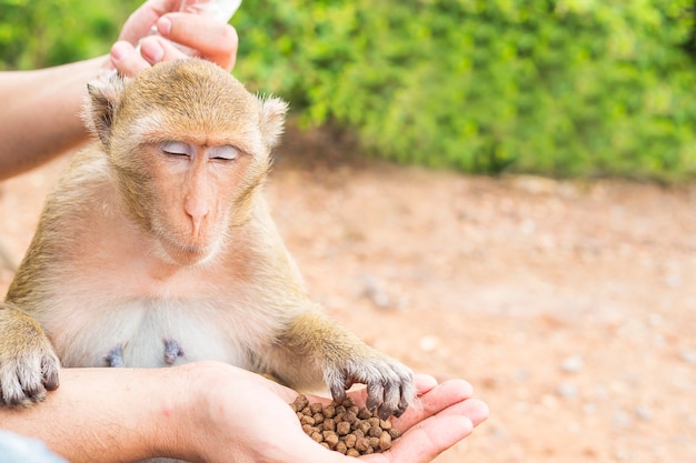 Foto gratuita un uomo stava dando da mangiare alle scimmie