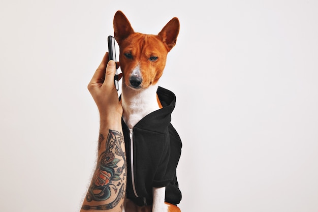 Man with tattooed arm holds up a smartphone to the ear of a basenji dog in black hoodie isolated on black