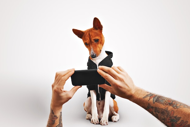 A man with tattooed arms shows a video on a smartphone to his brown and white basenji dog