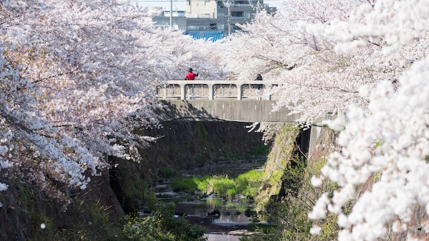 Man and woman couple on bridge selfie with beautiful cherry tree or white sakura blossom along yamazaki river, nagoya, japan. famous travel or sightseeing landmark to enjoy or hanami during spring.