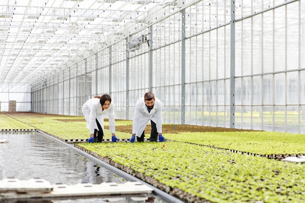 実験室の服の男と女は緑の植物で温室で働く