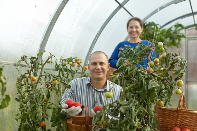Мужчина и женщина собирают помидор