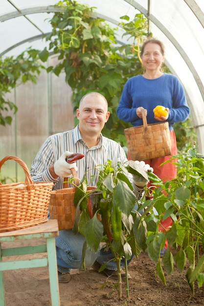 Free photo man and woman in vegetable plant