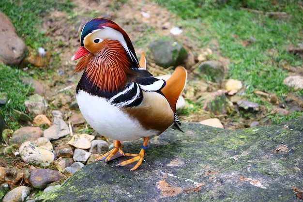 A mandarin duck with beautiful colors standing near the grass and stones