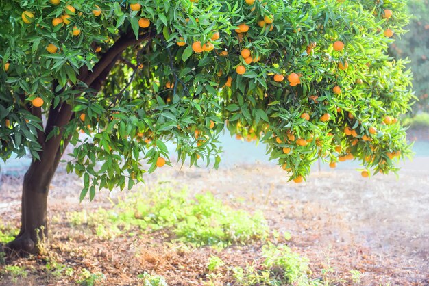 Мандариновое апельсиновое дерево с фруктами в цитрусовом саду во время сбора урожая