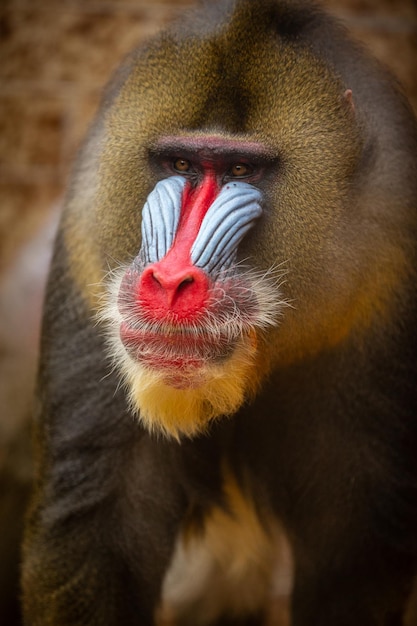 Mandrill monkeys in the nature habitat area Mandrillus sphinx Beautiful and critically endangered species in action