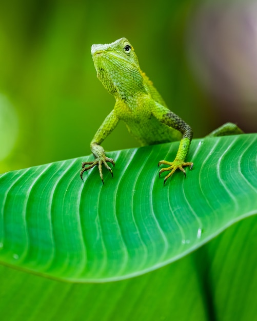 Free Photo maned forest lizard in a forest