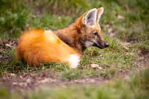 Foto gratuita lupo dalla criniera nel suo habitat naturale. bei prati. animali incredibili nell'ambiente naturale. sud america.