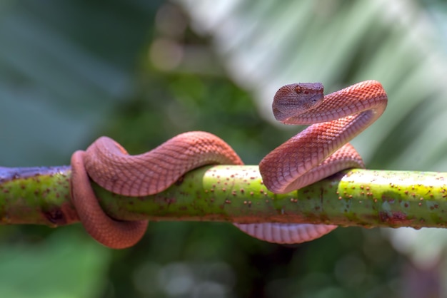 Free photo manggrove pit viper snake closeup head animal closeup snake front view