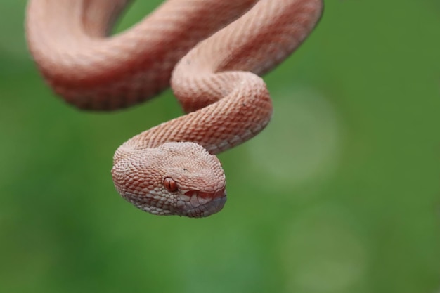 Free photo manggrove pit viper snake closeup