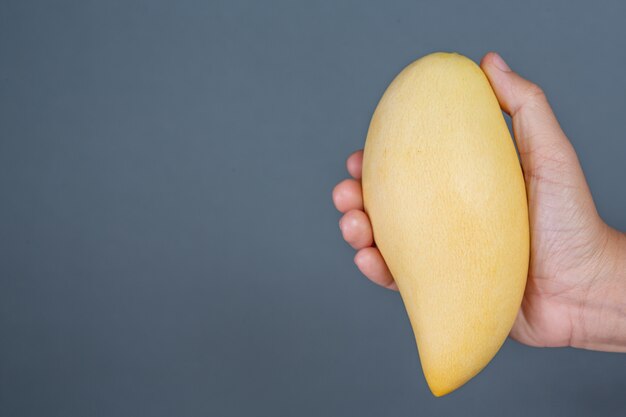 Mango handle on gray background.