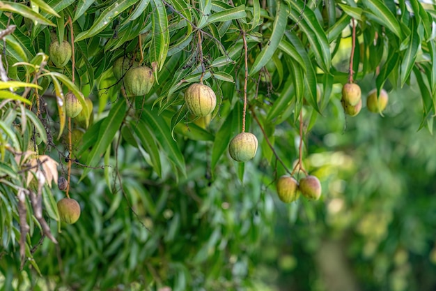 Манговое дерево вида mangifera indica с фруктами