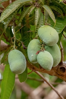 Mango tree of the species mangifera indica with fruits