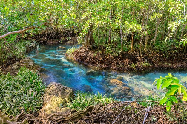 Mangrove and crystal clear water stream canal at Tha Pom Klong Song Nam mangrove wetland Krabi Thailand