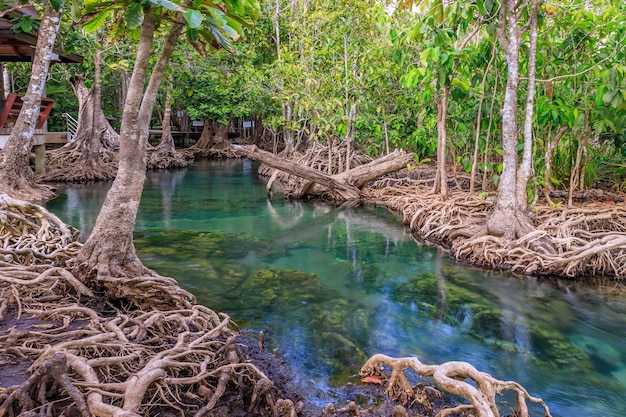 Мангровые заросли и канал с кристально чистой водой в мангровых заболоченных местах Та Пом Клонг Сонг Нам, Краби, Таиланд