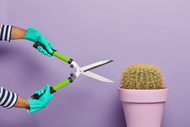 Mans hands holding clippers or gardening shears, cuts potted succulent cactus, wears rubber gloves, enjoys gardening at home, isolated over purple background. indoor plant care and pruning concept