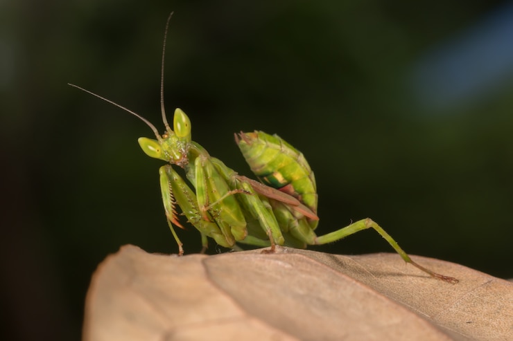 無料Photo 木のカマキリ