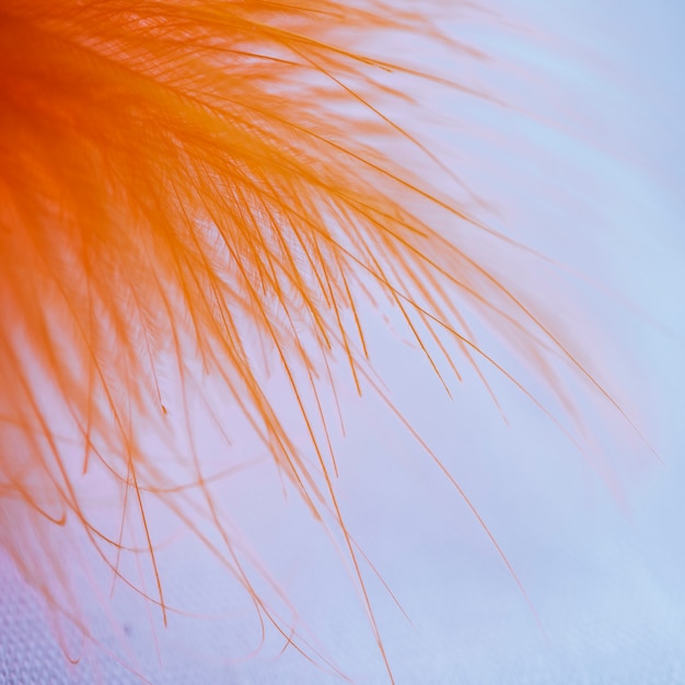 Many abstract orange fibers on top of quill