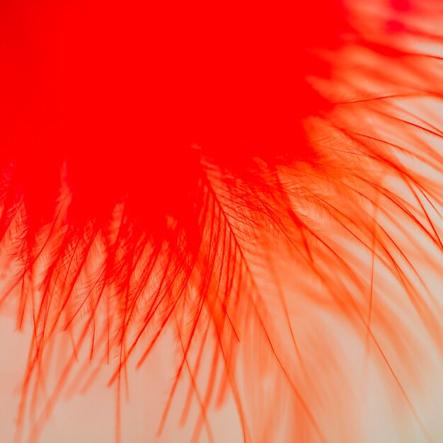 Many abstract red fibers on top of quill