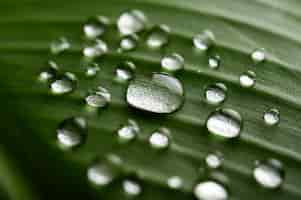 무료 사진 바나나 잎에 물방울의 많은 방울