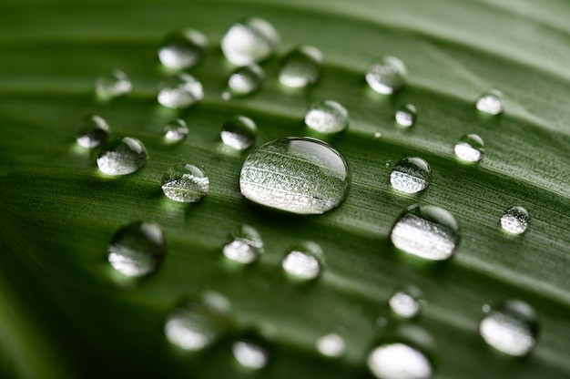 Many drops of water drop on banana leaves