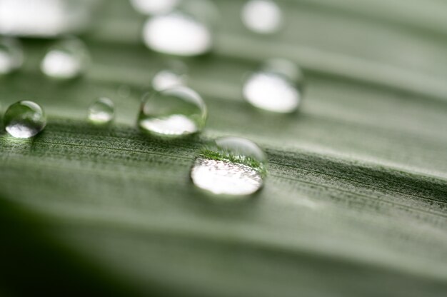 Many drops of water drop on banana leaves