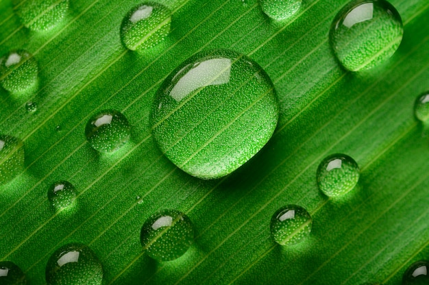 Free photo many drops of water drop on banana leaves