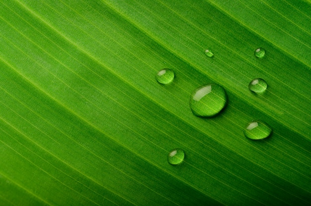 バナナの葉に多くの水滴が落ちる