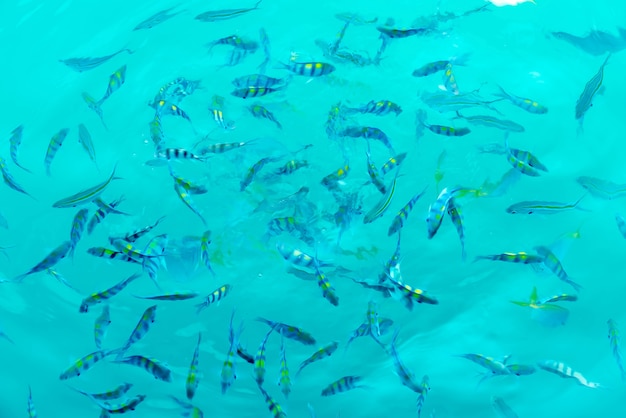 Many fishes in the sea