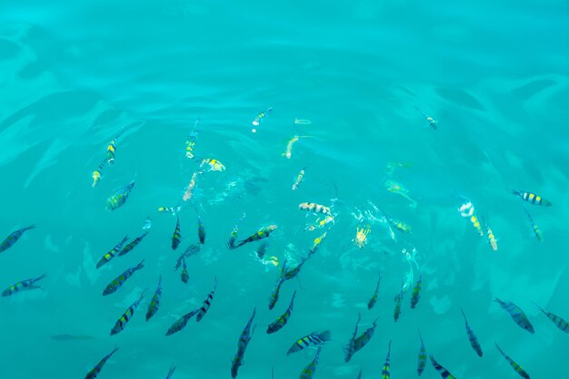 Many fishes in the sea