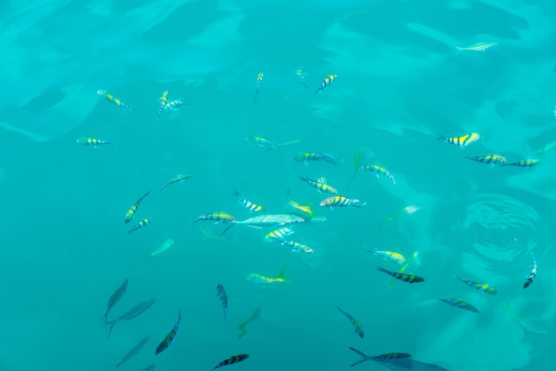 Many fishes in the sea