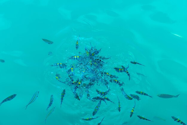 Many fishes in the sea