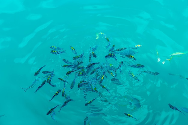 Many fishes in the sea