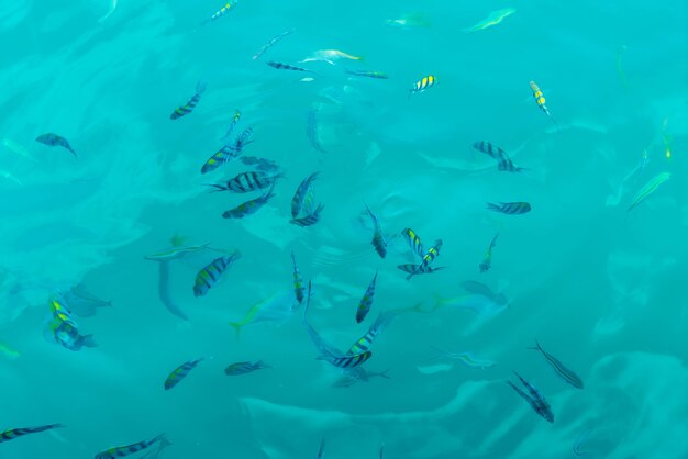 Many fishes in the sea