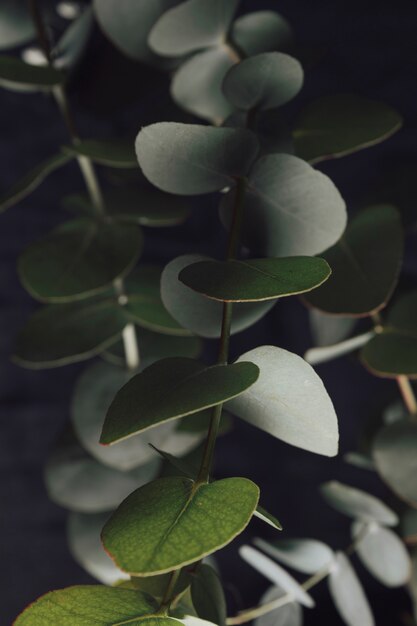 many green leaves on twigs