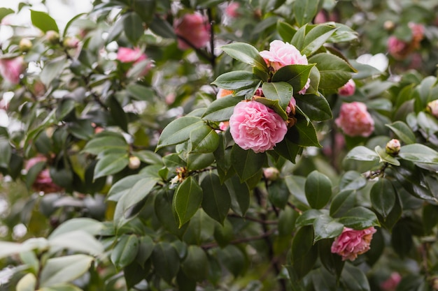 Many pink flowers growing on green twigs with drops