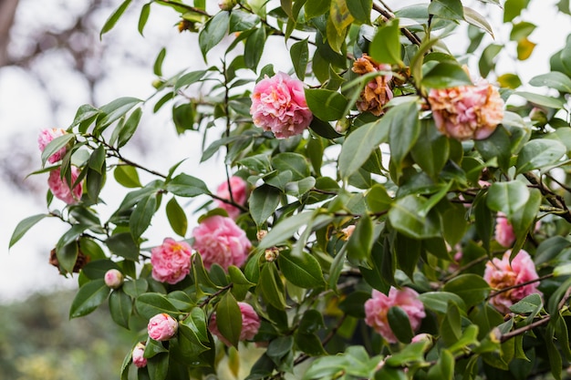 Many pink flowers growing on green twigs