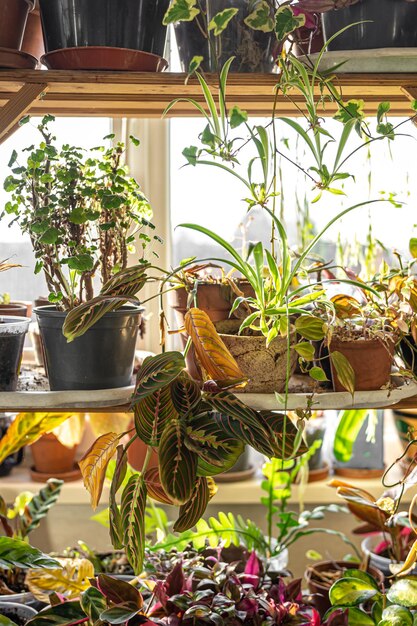 部屋の内部にさまざまな植物が入った多くの鉢