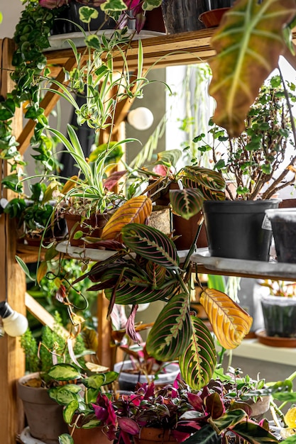 Many pots with a variety of plants in the interior of the room