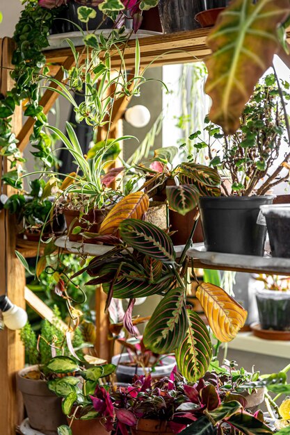 Множество горшков с разнообразными растениями в интерьере комнаты
