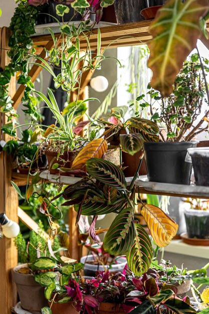 Many pots with a variety of plants in the interior of the room